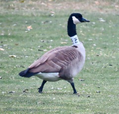 Branta canadensis