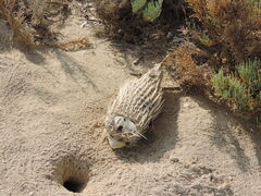 Diodon hystrix
