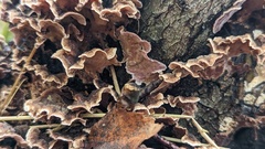 Chondrostereum purpureum