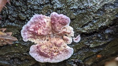 Chondrostereum purpureum