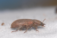 Gonocephalum rusticum