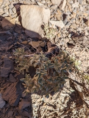 Atriplex garrettii