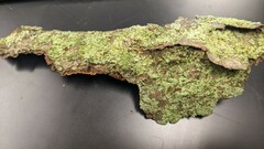 Cladonia caespiticia