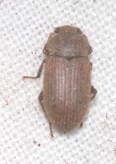 Gonocephalum rusticum