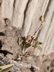 Atriplex garrettii