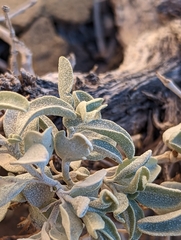 Atriplex garrettii