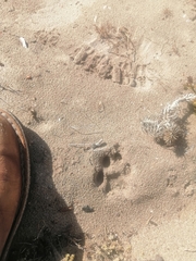 Caracal caracal caracal