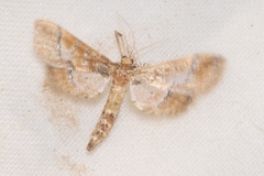Hydriris ornatalis