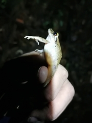 Pristimantis charlottevillensis