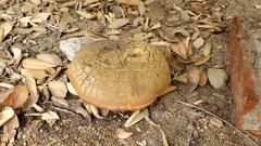 Xerocomellus dryophilus