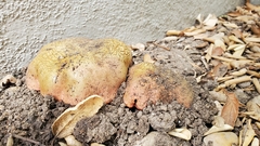 Xerocomellus dryophilus