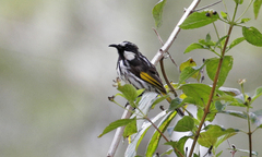 Phylidonyris niger