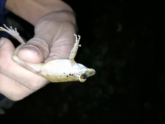 Pristimantis charlottevillensis