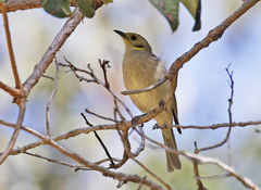 Ptilotula flavescens