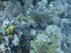 Cephalopholis miniata