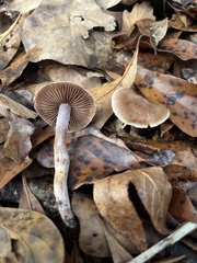 Cortinarius saturninus