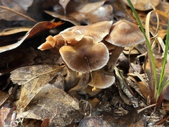 Cortinarius saturninus