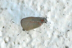 Calycopis caulonia