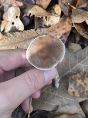 Cortinarius saturninus