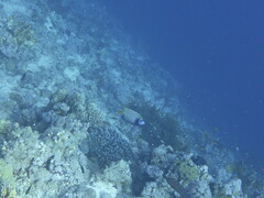 Pomacanthus imperator