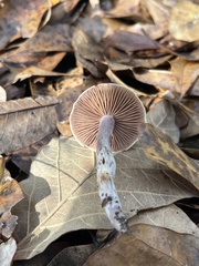 Cortinarius saturninus