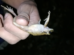 Pristimantis charlottevillensis