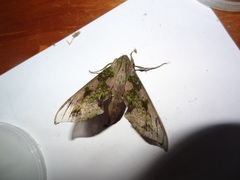 Xylophanes zurcheri