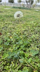 Taraxacum officinale