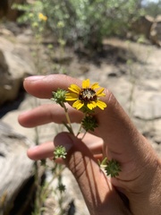 Helianthella microcephala