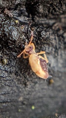 Dicyrtomidae