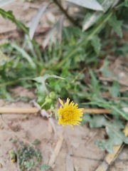 Sonchus oleraceus