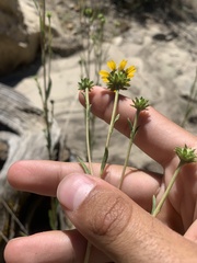 Helianthella microcephala
