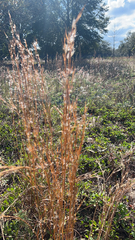 Schizachyrium scoparium