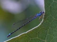 Enallagma novaehispaniae