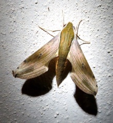 Xylophanes dolius