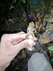 Pristimantis charlottevillensis