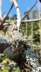 Heterodermia leucomelos