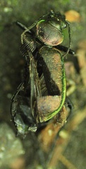 Calosoma inquisitor