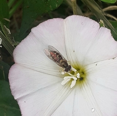 Toxomerus vertebratus