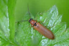 Denticollis linearis