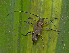 Colobothea