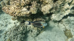 Acanthurus sohal