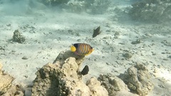 Pygoplites diacanthus