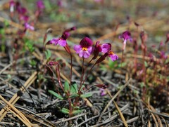 Erythranthe purpurea