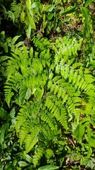 Diplazium kawakamii