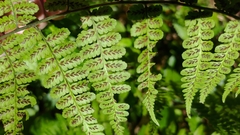 Diplazium kawakamii