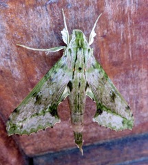 Xylophanes undata