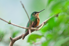 Heliodoxa rubricauda