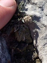Musineon naomiensis