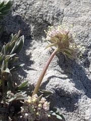 Musineon naomiensis